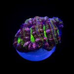 IMAGE 2024-04-07 23:48:31.jpg