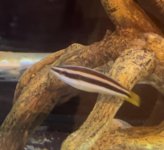 Yelow tail cleaner.jpg