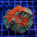 IMAGE 2024-11-05 21:05:21.jpg