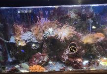 Rose bubble tip anemone.JPG