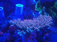 BC aquatic man table.jpeg