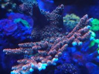 Bill Murray colony.jpeg