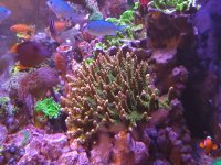 TGC creamsicle colony.jpeg