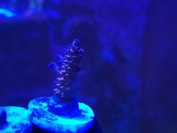 TSA twisted sister.jpeg