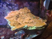 Capricornus montipora.jpg