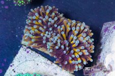 The Coral Farm MA -159.jpg