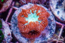 The Coral Farm MA -200.jpg