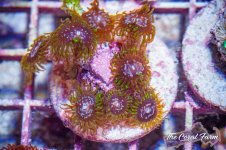 The Coral Farm MA -215.jpg