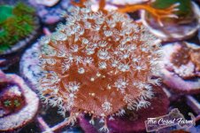 The Coral Farm MA -272.jpg