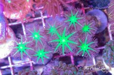 The Coral Farm MA -314.jpg