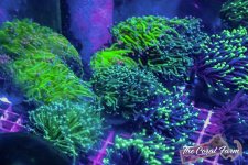 The Coral Farm MA -387.jpg