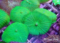 The Coral Farm MA -30.jpg