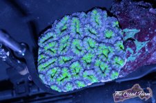 The Coral Farm MA -80.jpg