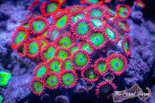 The Coral Farm MA -87.jpg