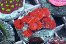 The Coral Farm MA -157.jpg