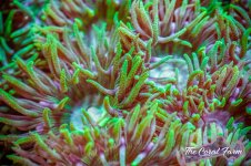 The Coral Farm MA -194.jpg