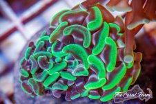 The Coral Farm MA -231.jpg