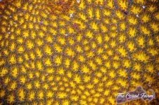 The Coral Farm MA -271.jpg