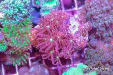 The Coral Farm MA -310.jpg