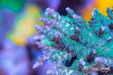 The Coral Farm MA -414.jpg