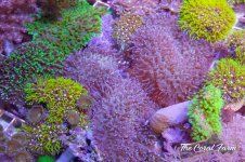 The Coral Farm MA -34.jpg