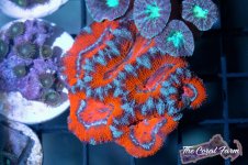 The Coral Farm MA -97.jpg