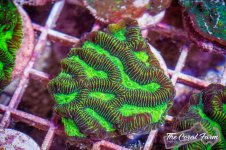 The Coral Farm MA -213.jpg