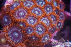 The Coral Farm MA -247.jpg