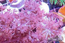 The Coral Farm MA -347.jpg