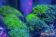 The Coral Farm MA -388.jpg