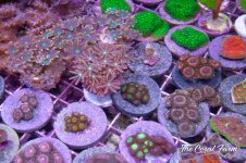 The Coral Farm MA -67.jpg