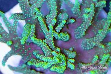 The Coral Farm MA -69.jpg