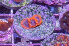 The Coral Farm MA -77.jpg