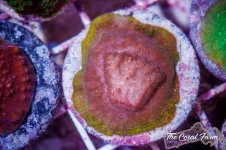 The Coral Farm MA -164.jpg