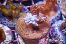 The Coral Farm MA -277.jpg