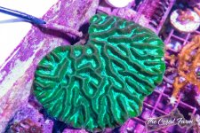 The Coral Farm MA -357.jpg