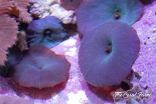 The Coral Farm MA -18.jpg