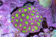 The Coral Farm MA -50.jpg