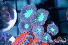 The Coral Farm MA -98.jpg