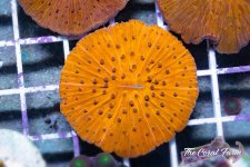 The Coral Farm MA -112.jpg