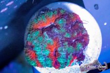 The Coral Farm MA -124.jpg