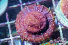 The Coral Farm MA -147.jpg