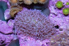 The Coral Farm MA -21.jpg