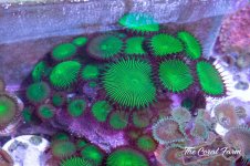 The Coral Farm MA -57.jpg