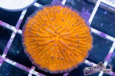 The Coral Farm MA -109.jpg