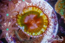 The Coral Farm MA -280.jpg