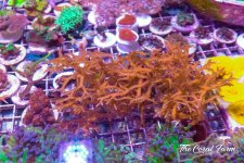 The Coral Farm MA -365.jpg