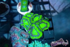 The Coral Farm MA -96.jpg