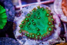 The Coral Farm MA -188.jpg