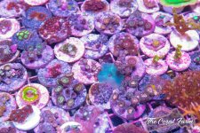 The Coral Farm MA -328.jpg